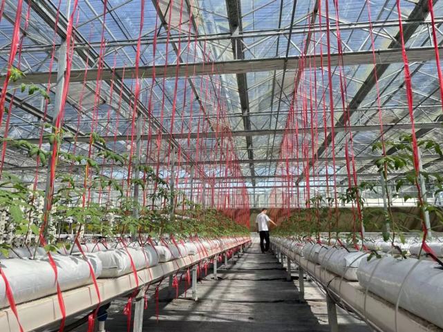 全自动"生产?江北"植物工厂"开启秋冬季蔬菜种植