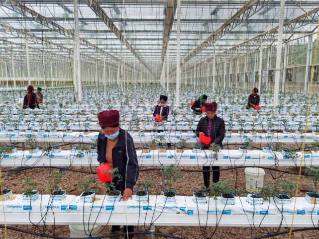 绵阳农业科技公司如何重构川西北农业产业链：一份来自田间的观察报告