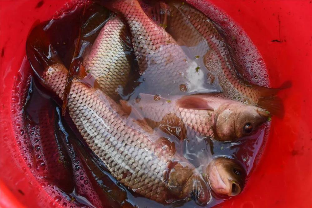 中国农民丰收节织金稻香鱼肥好丰景