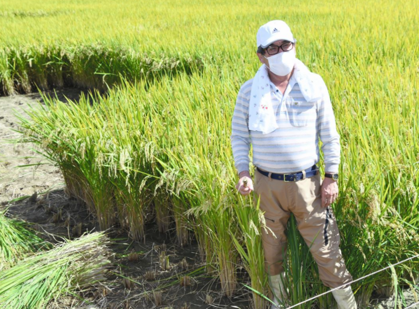 日本核电站事故10周年福岛首次收获水稻农协检测后丢弃