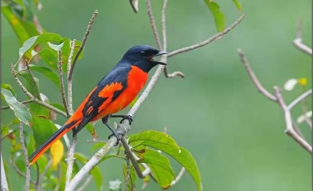 高黎贡山下缤纷斑斓的鸟世界