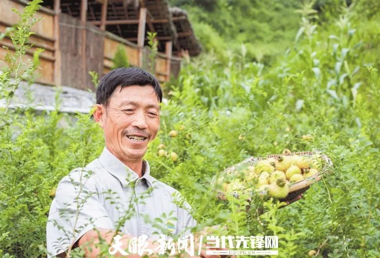 凉都三宝领风骚产业发展路宽广