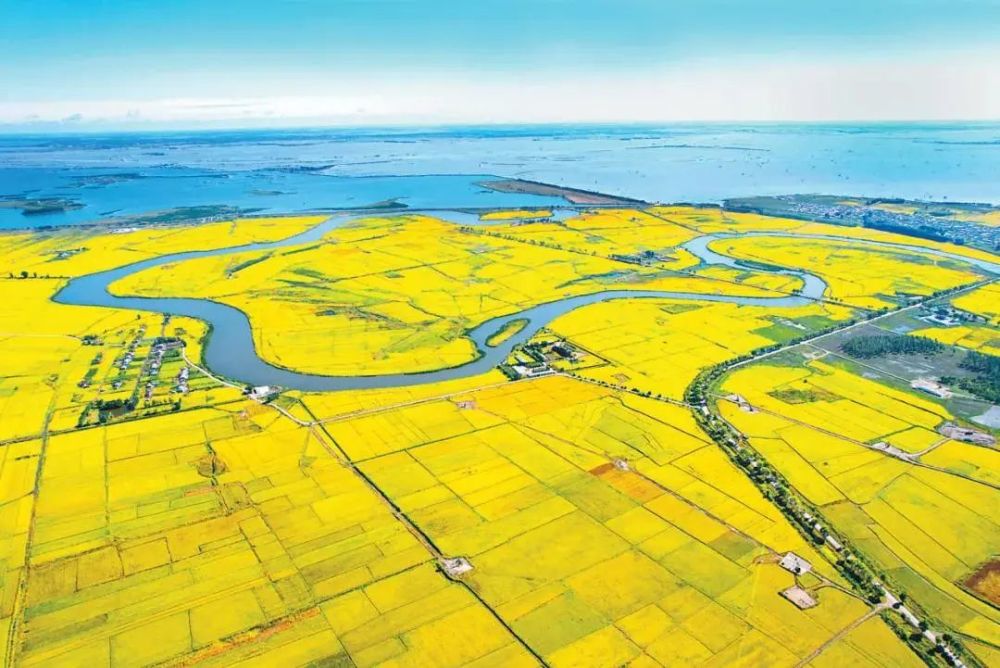 【预告】吉林大地金秋稻田丰收美,水稻收割倒计时