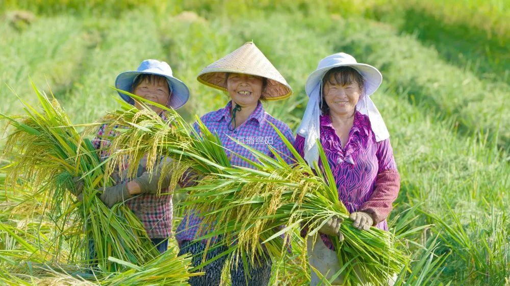 中国农民丰收节丨沃野绵州丰景这边独好