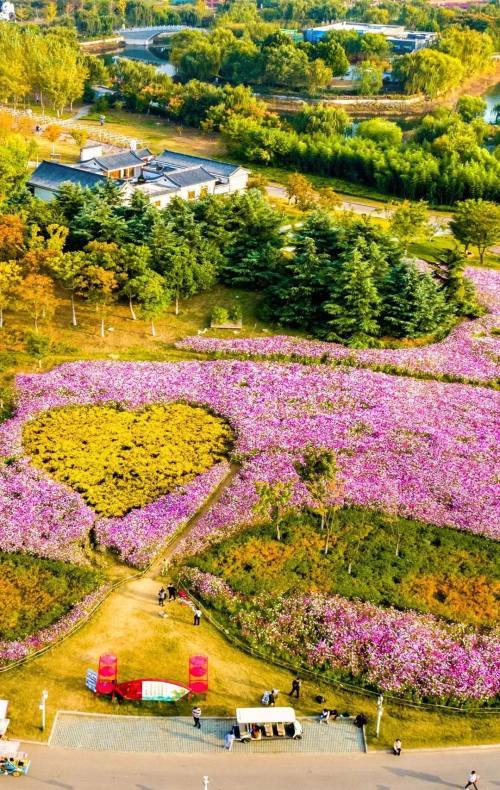 缤纷的百日草秋日的花海依旧是五彩缤纷的美丽尽收眼底乘船远眺,湖天