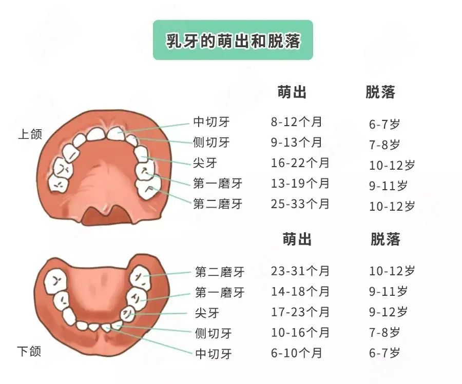 兒童換牙期幾點重要提醒