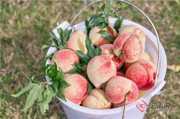 来丽江 共赴一场雪桃盛会