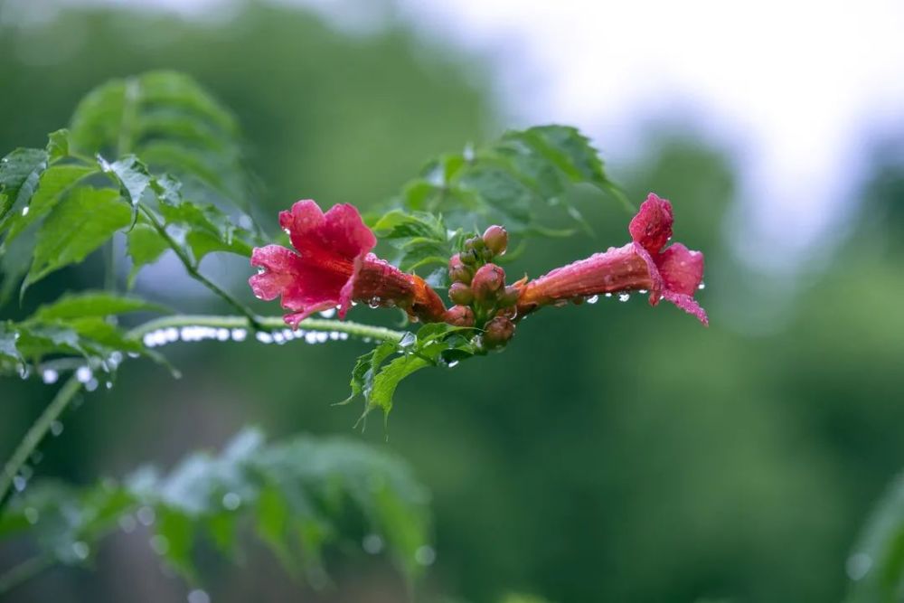 漫步苏州:苏州的雨景,每一张都能做屏保