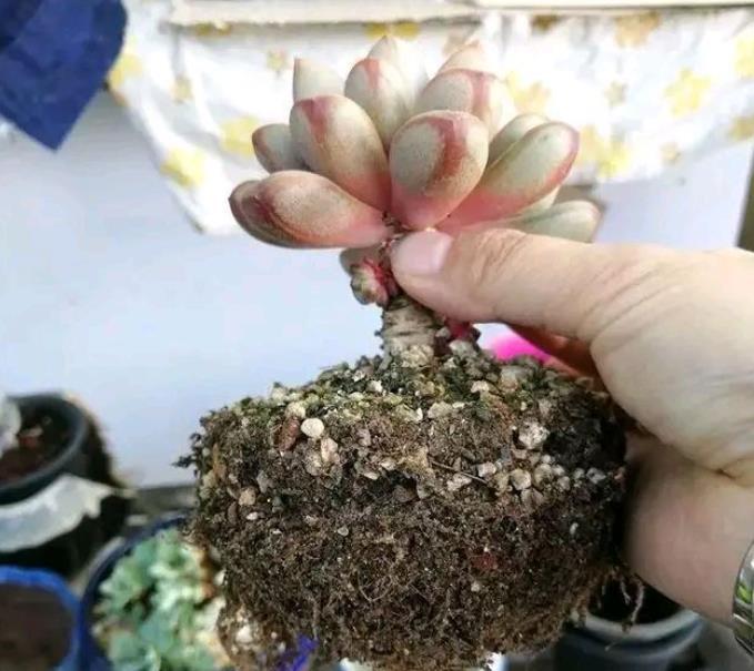 秋天给多肉换盆做好3件事轻松服盆长势好叶片硬朗上色美