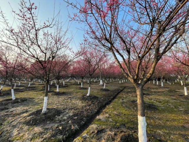 蘇州|臘梅|花都|光福香雪海|林屋梅海|暗香