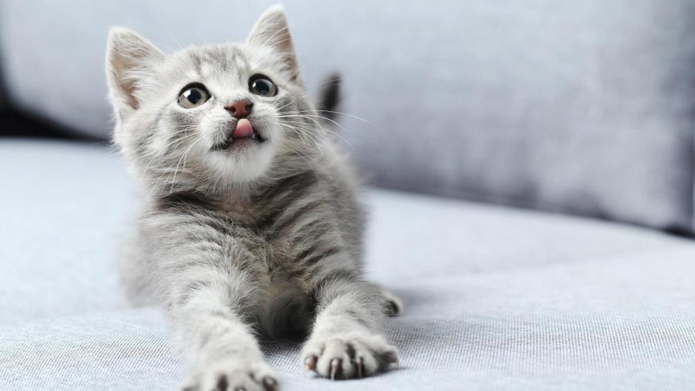 猫咪不为人知的16个 秘密 你知道几个 腾讯新闻