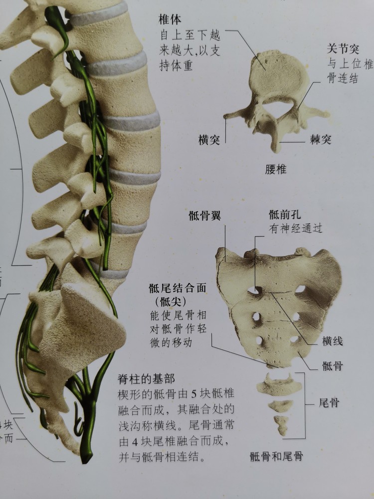 脊柱與椎間盤突出