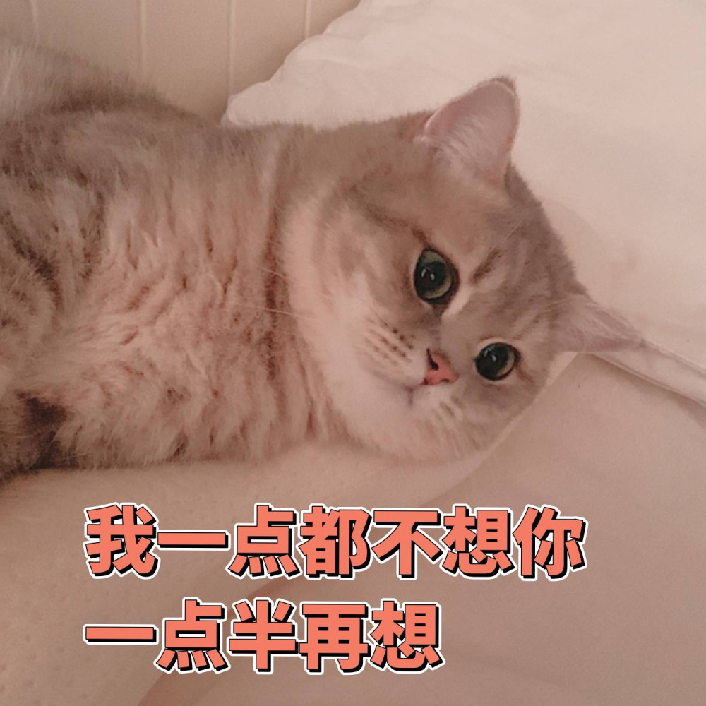 猫咪表情包和你说晚安哦