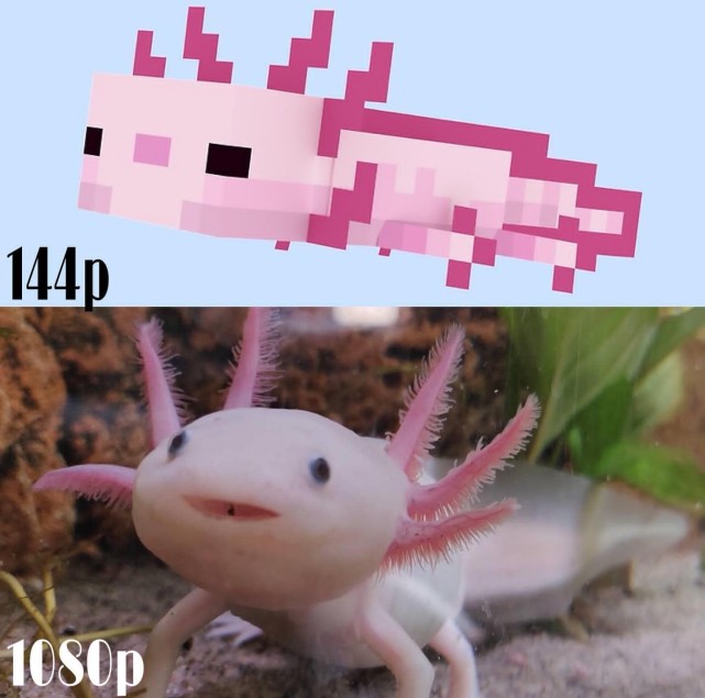 美西螈还会哭?我的世界:关于美西螈,你可能不知道的16件事!_腾讯新闻