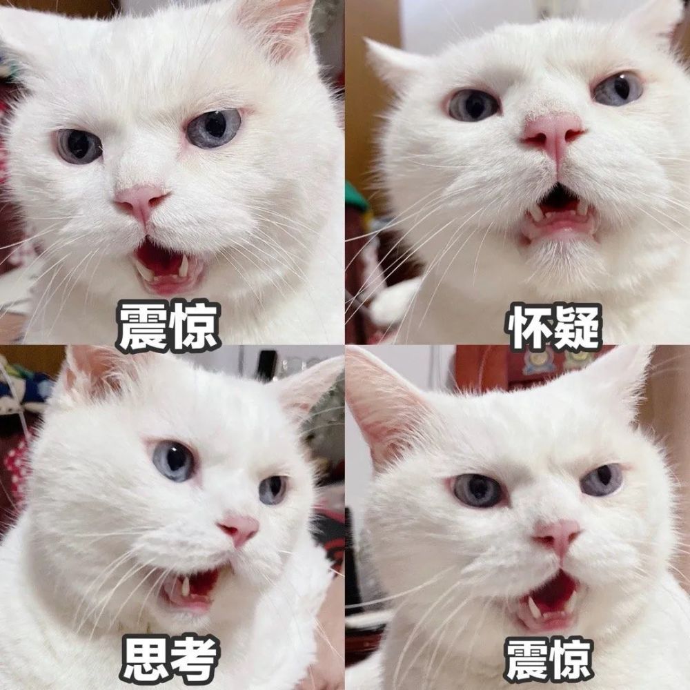 搞笑猫猫表情包第二十一期