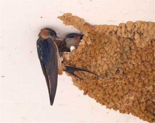 家燕和金腰燕的窝图片图片