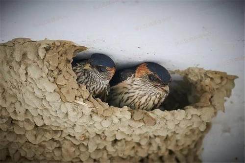 燕子来家里搭窝寓意是好是坏?_腾讯新闻