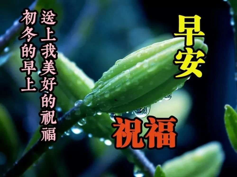 初秋最美早上好圖片動態的帶鮮花朋友圈早安問候語句