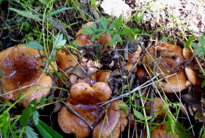 潜行蘑菇图片