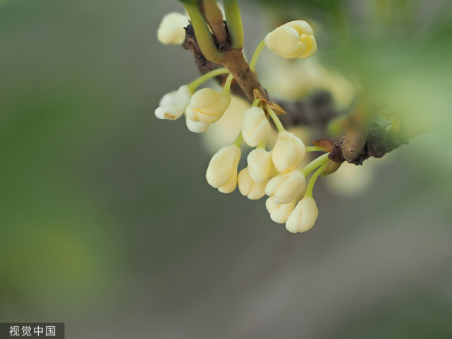 在桂花飘香的季节细细品味桂花