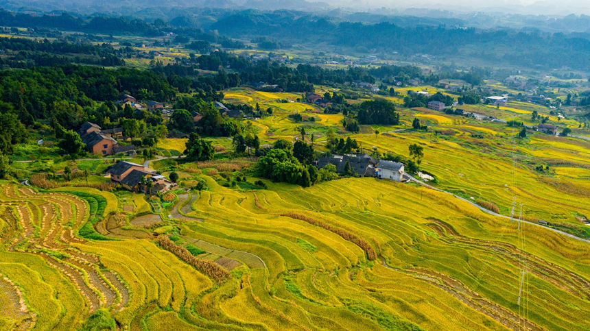 秋收时节,重庆市南川区石溪镇盐井梯田遍地金黄.