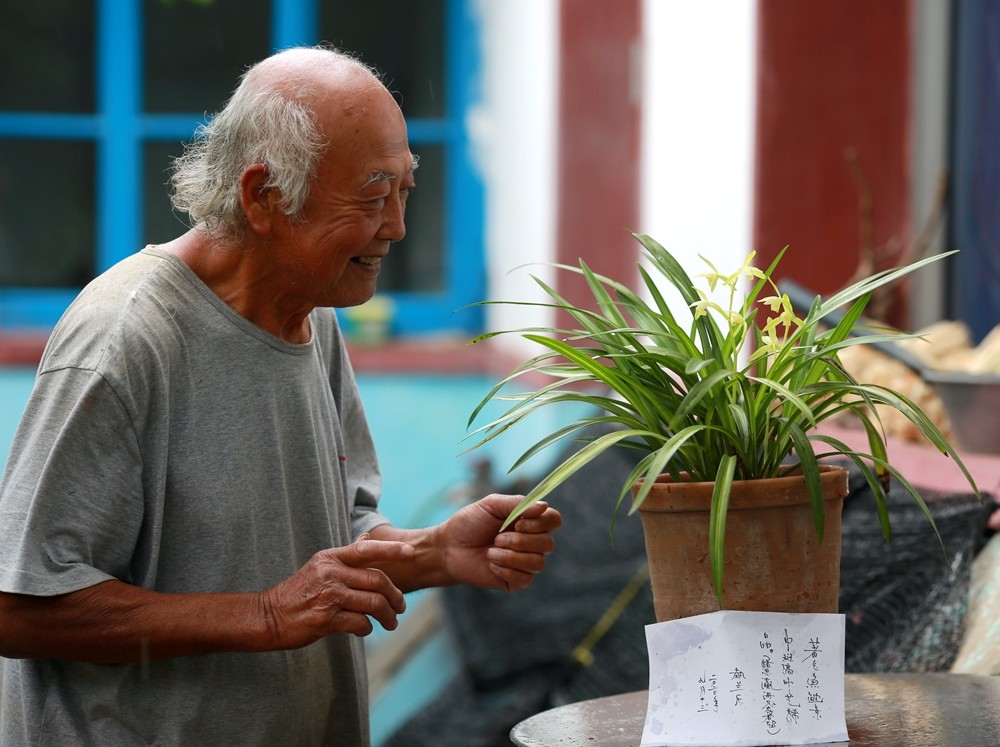 著花永福素著花鱼枕素两株珍稀国兰怒放在蓬莱农家小院 腾讯新闻