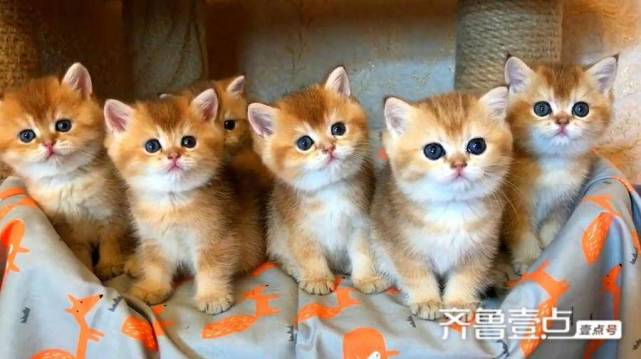 【青未了】辛云霞｜猫事_腾讯新闻
