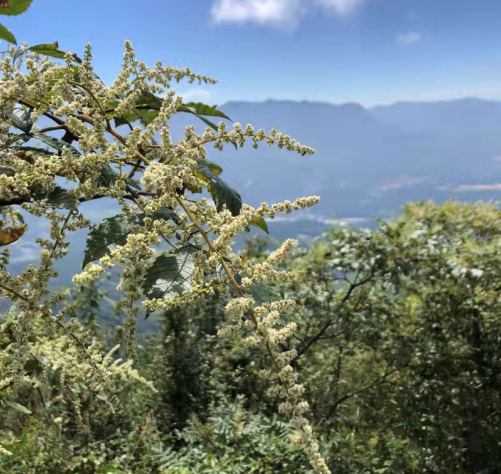 崔文利专栏|龙泉山野五倍子
