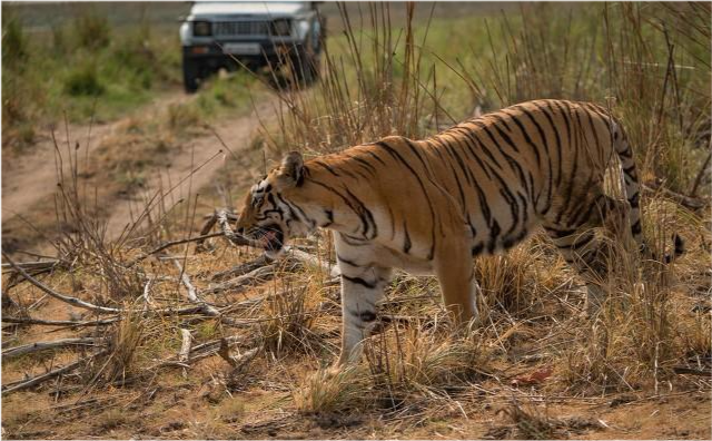 老虎向你扑来,哪种做法能保命,原地不动,转身逃跑,英勇反抗?