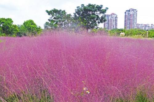 烂漫秋日邂逅粉色花海泉州北滨江公园粉黛乱子草迎来观赏期
