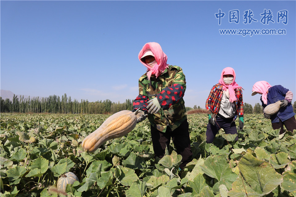 采用公司加农户的方式,在向前村,富强村流转土地2000亩,引进种植蜜本