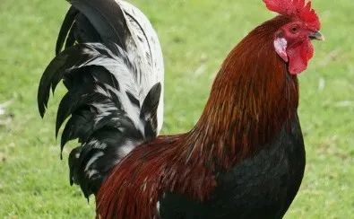 属相鸡:您的"两桩高兴事"终于来了,就在10月12日,千年等一次!