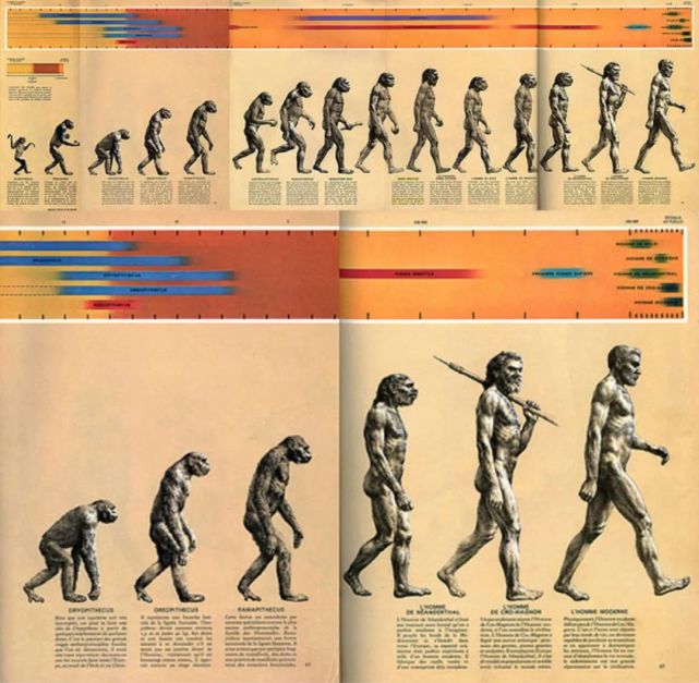人类的演变过程图解释图片