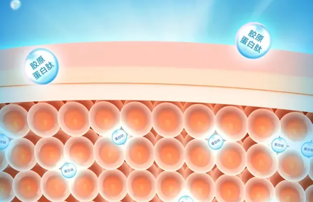 该项目属于国家863重点保密项目,拥有羊皮提取胶原蛋白肽相关专利16项