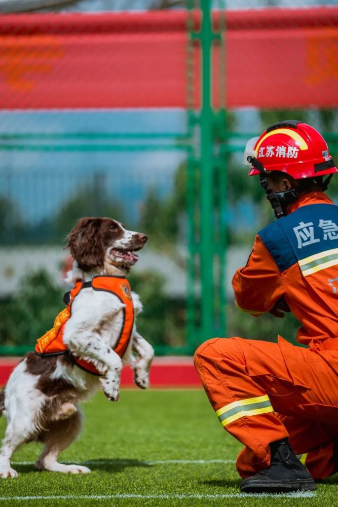 来一起战斗吧全国消防搜救犬技能大赛今日燃情开赛