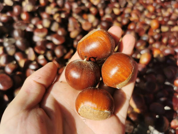 罗山:小小油板栗 打通"农家二哥"致富路