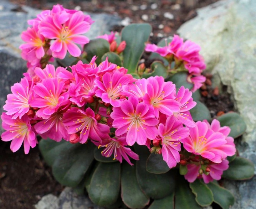 最爱开花的多肉植物养1盆能开花半年颜值高又好养活