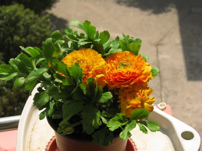 抓住4点盆栽花毛茛秋天入手冬日就能花开缤纷多彩