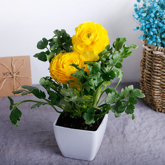 抓住4点盆栽花毛茛秋天入手冬日就能花开缤纷多彩