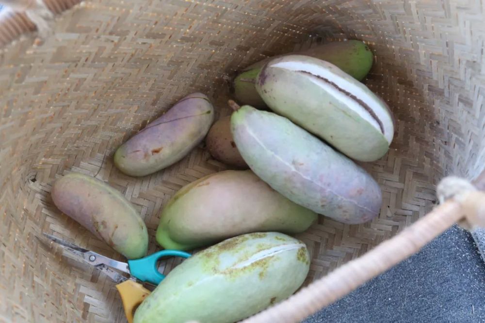 一碰就炸的瓜你吃过吗