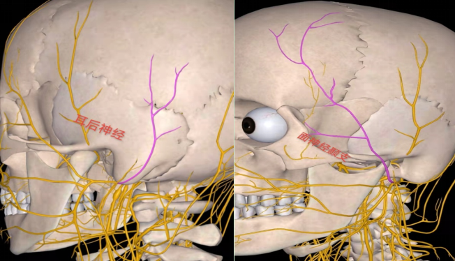 面神經特殊的分佈及構成,面神從腦橋發出,經耳後莖乳孔出顱,分為耳後