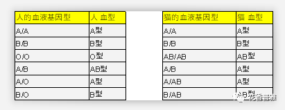 帶你瞭解一下貓的血型