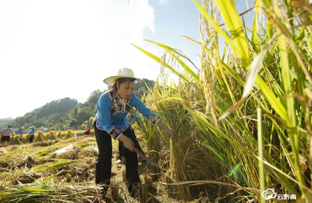 【走进乡村看小康】长顺:布依村民收稻谷打糍粑庆丰收_腾讯新闻