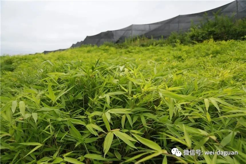 還林,每家每戶都把竹子種下去了,一年掰竹筍一家人就可以掰一兩萬塊錢