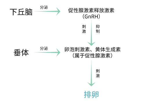 排卵障礙就是卵巢的問題警惕這4個小器官作妖