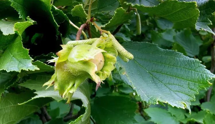 乡村振兴正当时满山榛子向阳生