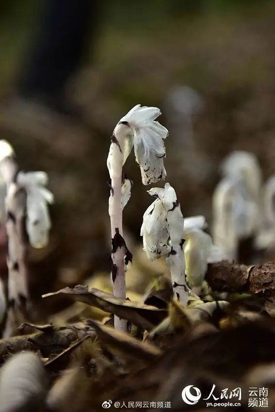 珍稀罕见!"幽灵之花"水晶兰现身云南