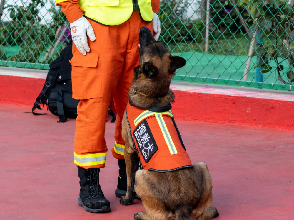 做到一令一動搜救犬迅速進入自然,興奮狀態在訓導員的命令下