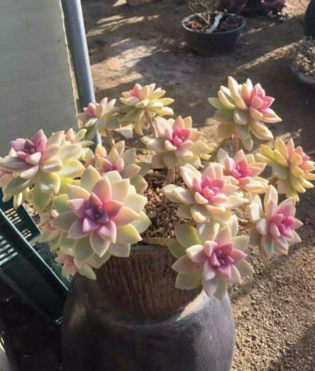 新手养盆多肉淡雪,3个动作养出漂亮桃心,容易爆盆长成小老桩_腾讯新闻