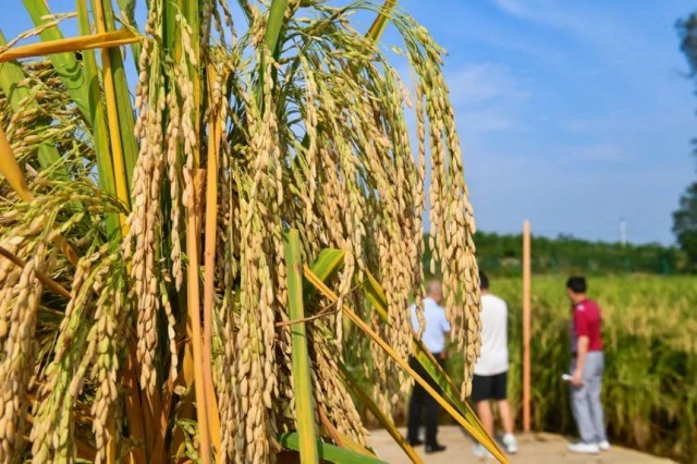 亩产1600斤2米高的巨型稻喜迎收获
